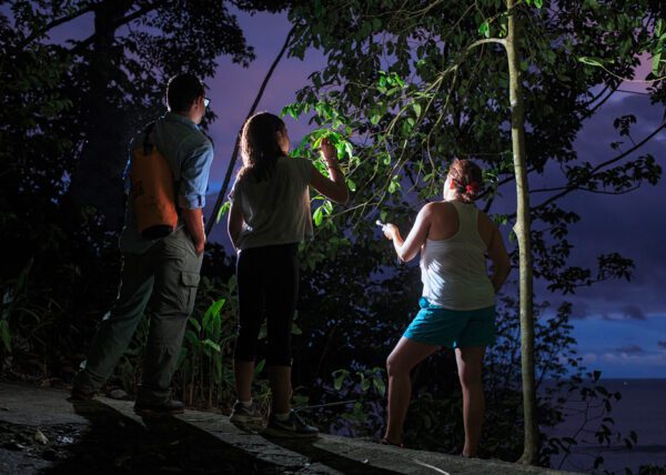 The forest comes alive as soon as the sun sets. During the nightwalk at ADM private reserve is easy to find kinkajous, red eye tree frogs and all kind of nocturnal species. - Arenas del Mar | Cayuga Collection